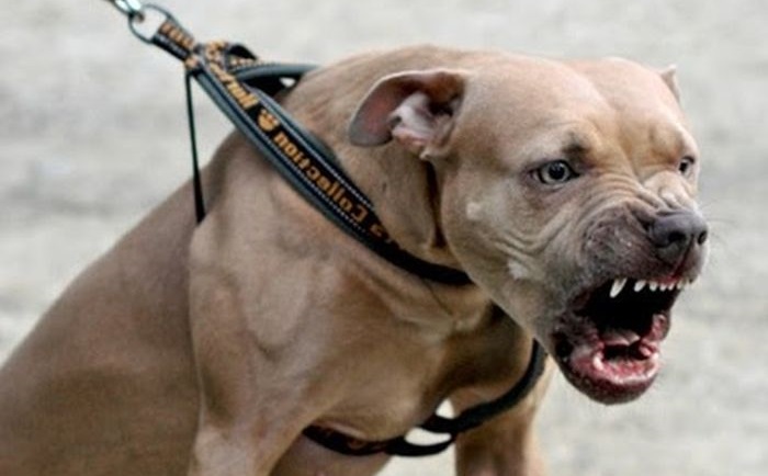 Уполномоченный инициировал административную проверку в отношении безответственной владелицы собачьего «питомника»